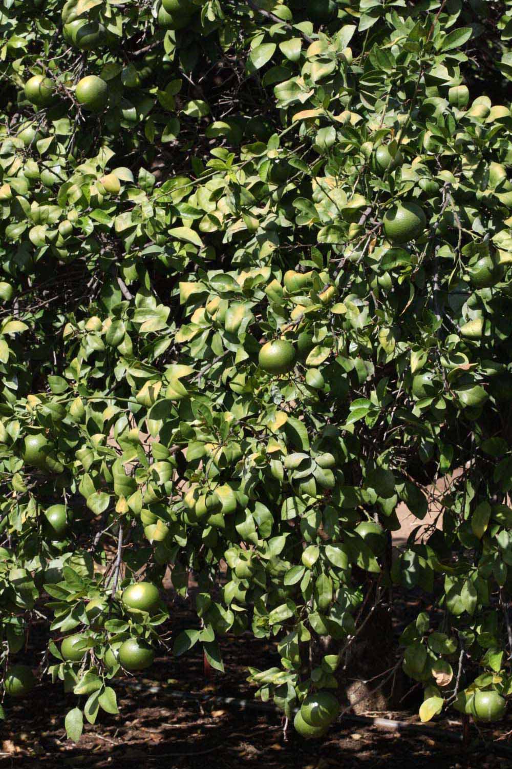            Habit (Riverside, CA)   